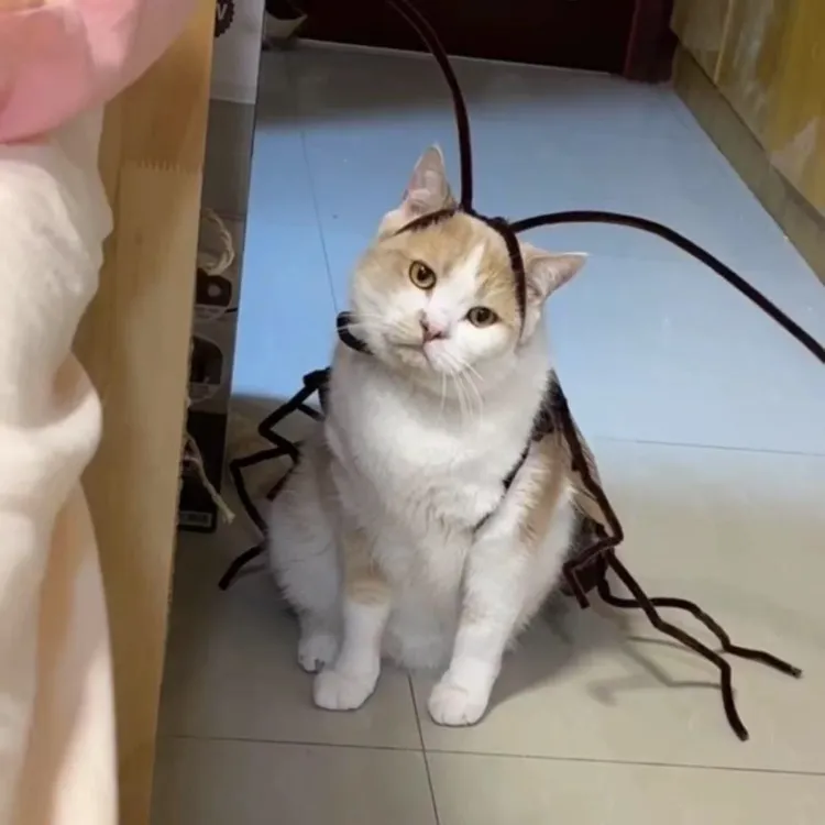 猫咪搞怪蟑螂衣服手工diy材料包螂的诱惑装扮cos服宠物衣服火辣辣