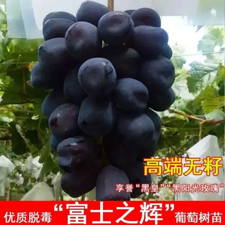 富士之辉葡萄苗 葡萄树苗粒大肉甜南北方种植爬藤 裸根果树苗
