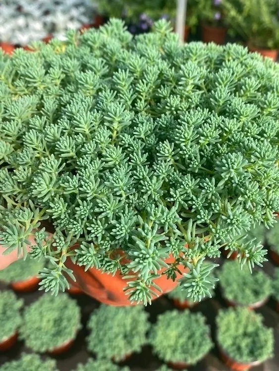 中华景天薄雪万年草耐寒耐热庭院地被绿化植物