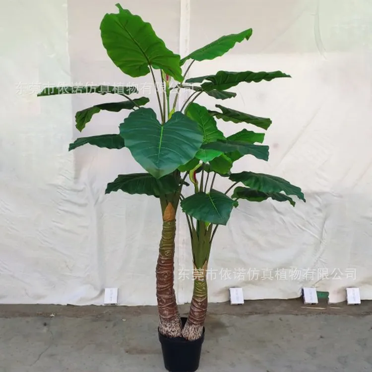 滴水观音大型植物土养招财净化空气绿植千水培滴水观音绿植