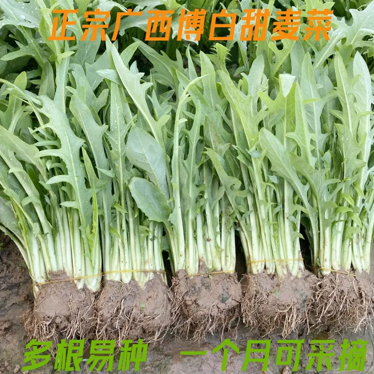 正宗广西甜麦菜盆栽阳台庭院四季