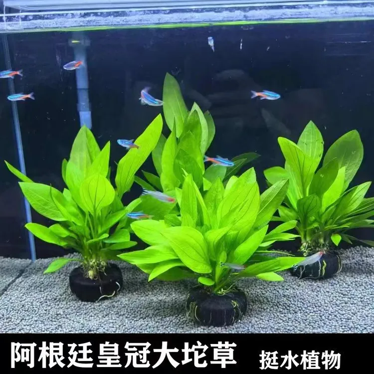 新手养鱼水草阴性阿根廷皇冠陀草懒人鱼缸造景