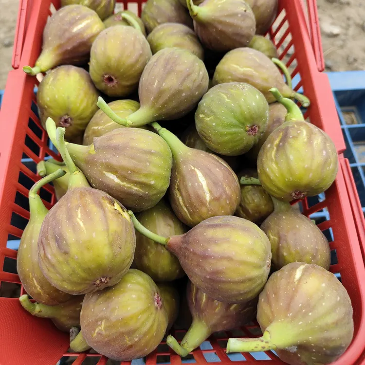 芭劳奈无花果山东耿记无花果现摘现发（签收8小时内售后，介意勿拍）