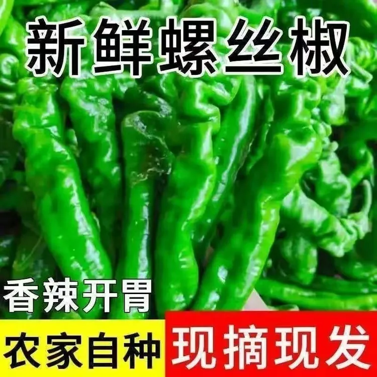 现摘香辣螺丝椒青椒当季虎皮正宗皱皮薄皮蔬菜农家自种辣椒批发