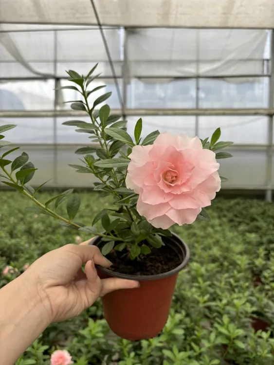 桃梅锦杜鹃花加拿大进口品种