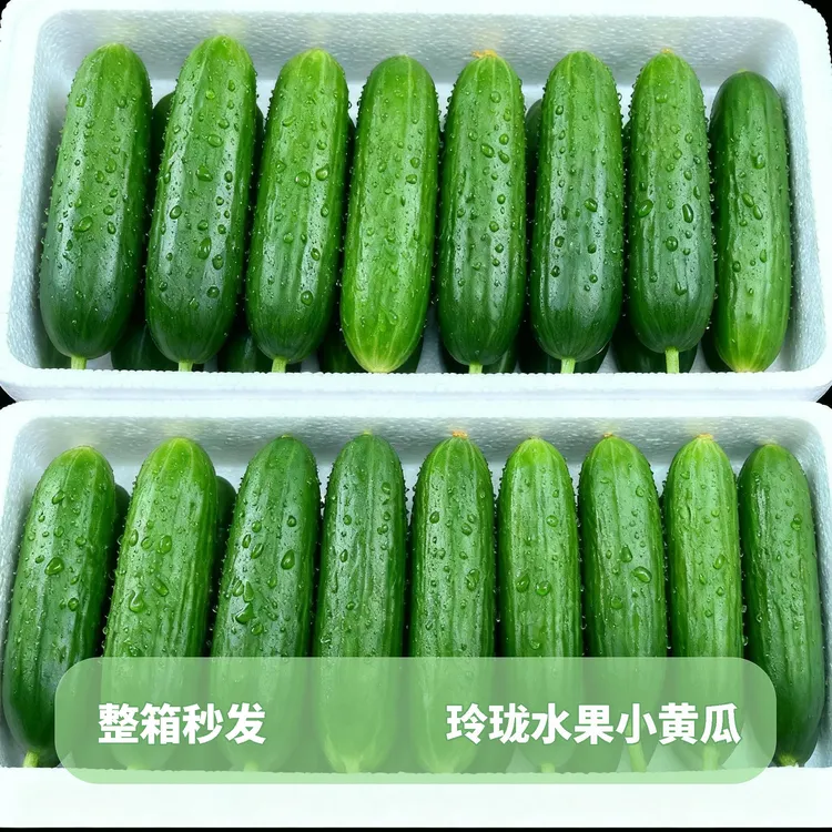 水果黄瓜3斤/ 5斤无刺脆嫩生吃爆汁凉拌沙拉产地直发新鲜孕妈妈