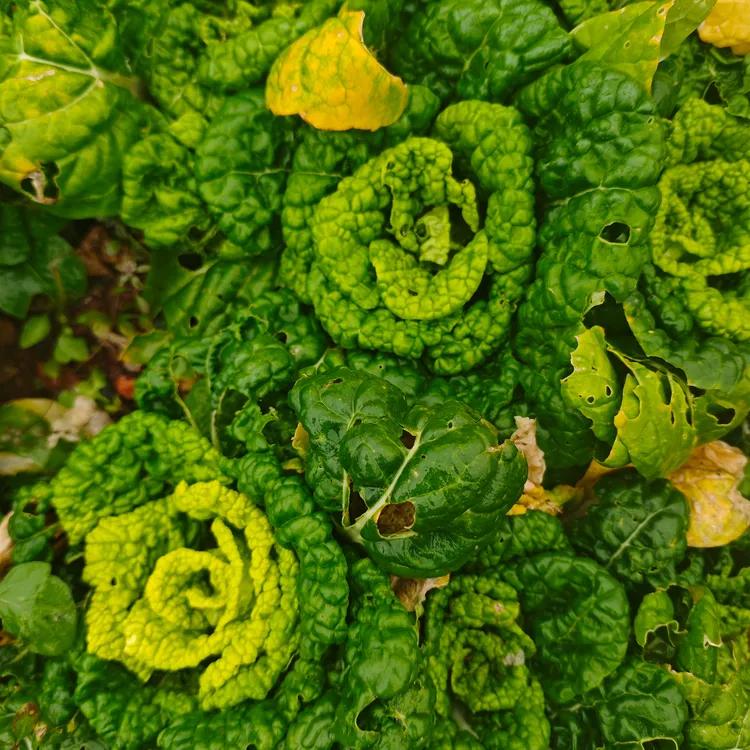 浙样爱农江西山区黄心菜塌菜菊花心菜泡泡菜火锅露天过霜软糯
