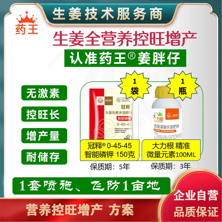 姜胖仔生姜全营养控旺增产叶喷无激素耐存储姜色好