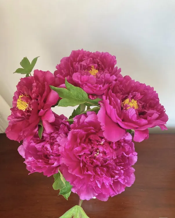 【现货精选】买3送2到手5支山东基地直发牡丹鲜切花全国批发庭院