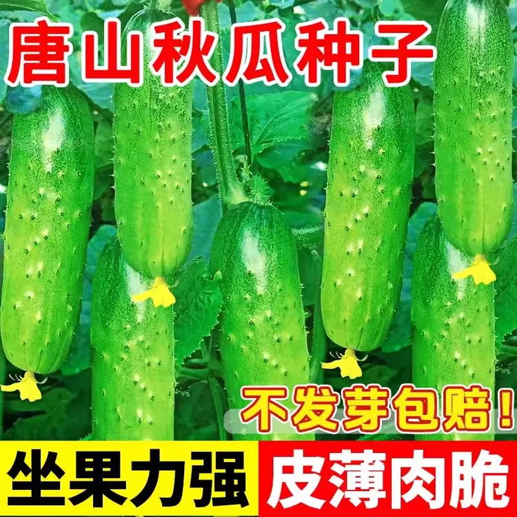 唐山秋瓜种子秋黄瓜阳台盆栽种植脆皮旱黄瓜水果夏季蔬菜籽种大全