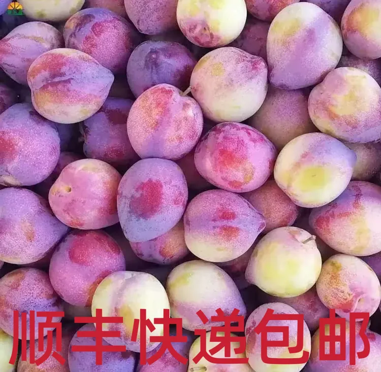 东北鸡心李子(顺丰快递包邮 收到有一点青放两天透红)