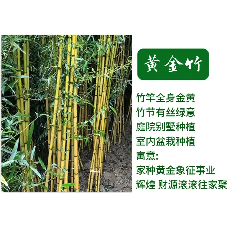 基地直发 黄金竹庭院绿化景观竹四季常青竹