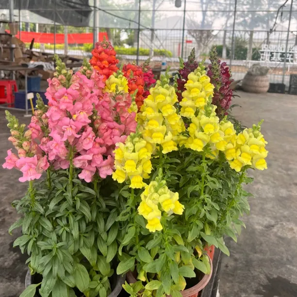 金鱼草网红植物庭院地栽耐寒花期长（玫红和绯红色比别的颜色高）