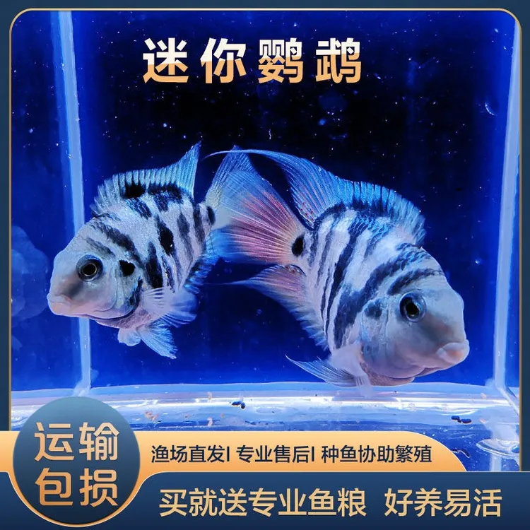 迷你鹦鹉鱼小型热带鱼可繁殖公母配对种鱼宝蓝白金成鱼精品体型