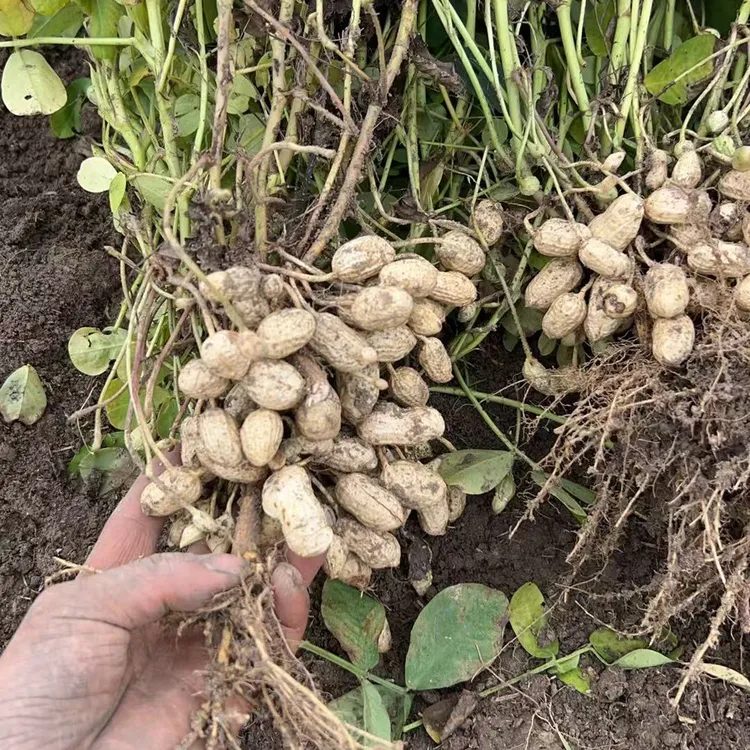 新鲜带壳湿花生农家自种可生吃可水煮河南驻马店现挖京东包邮
