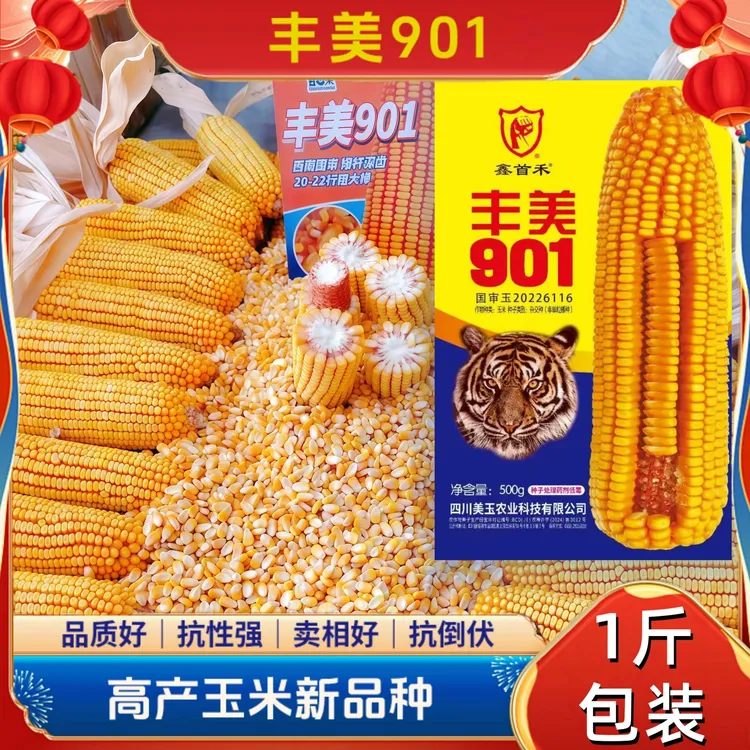 1斤包装500克丰美901 矮杆大棒 双胞品种 “双枪老太婆”