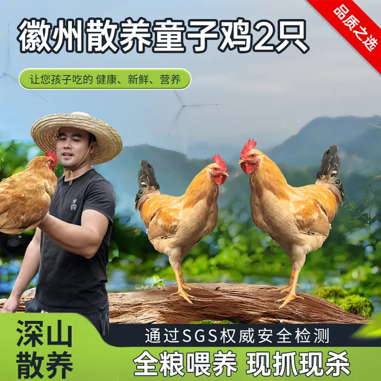 农小咖散养皖南土鸡小公鸡童子鸡新鲜现杀走地鸡高山散养跑地鸡
