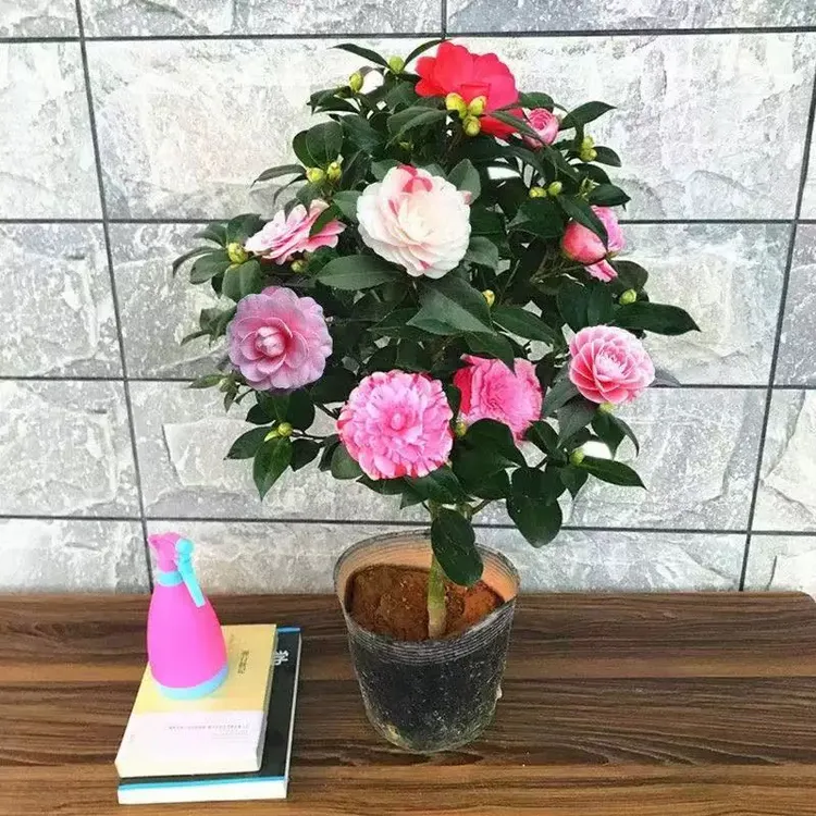 60 - 70cm盆栽五色赤丹带花苞室内四季开花名贵花卉