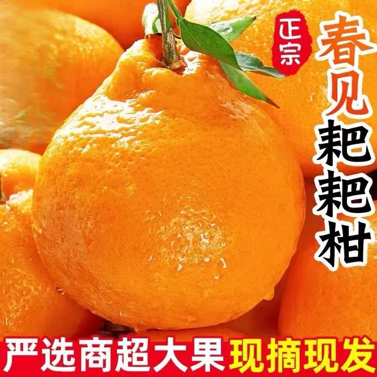 正宗四川春见耙耙柑 当季新鲜水果产地直发 香甜爆汁
