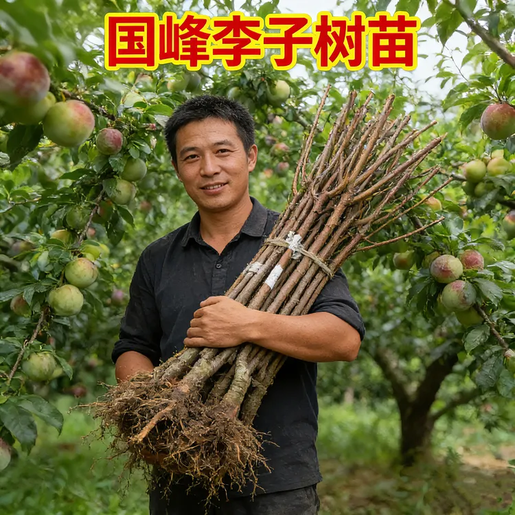 【国峰七号李子树苗】晚熟品种嫁接苗南方北方种植国丰7号新品种商品图