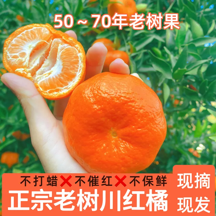 现摘现发新鲜 正宗老树川红橘  大红袍 陈皮原材料