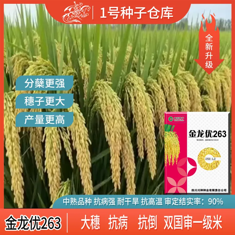 中国种子金龙优263高端浓香一级米水稻种子香米高产大穗再生旱稻