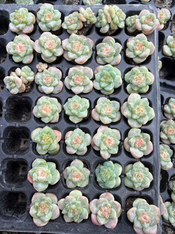 繁星珍妮5个包邮