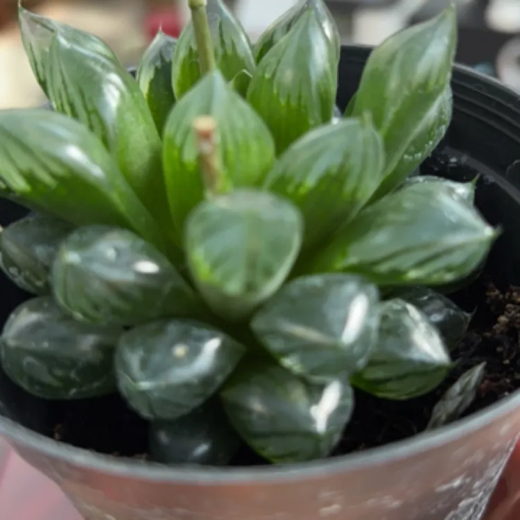 多肉植物新版大窗水晶玉露10厘米圆杯