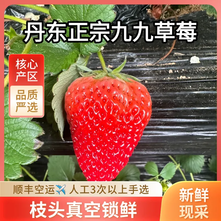 丹东正宗九九草莓新鲜草莓现摘现发孕妇可食用顺丰包邮