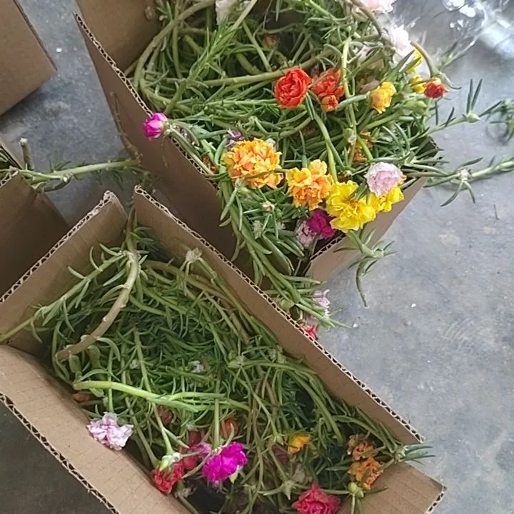 多色品种喜光新手开花机器太阳花盆景造型枝条特大号重瓣太阳花苗