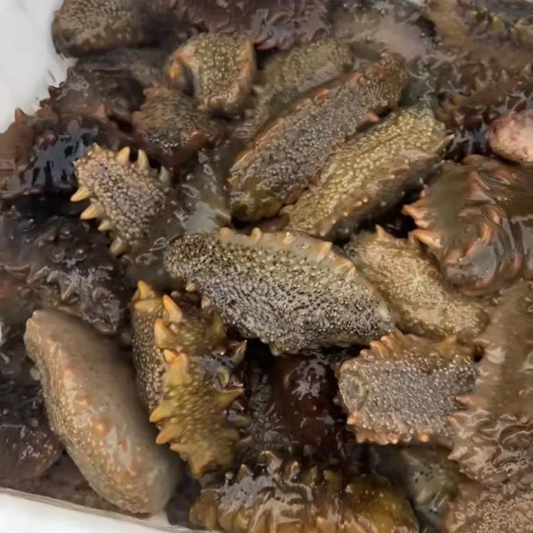 山东活海参10斤送1斤 味道Q弹，肉质肥美，口感，营养价值鲜食高，