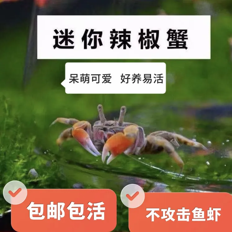 迷你辣椒蟹宠物蟹活体淡水观赏蟹鱼缸清洁除藻适合鱼缸好养活爬宠