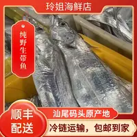 野生带鱼 汕尾本港海捕捕捞 现货发货冷链坏单包赔包退换冷冻食用