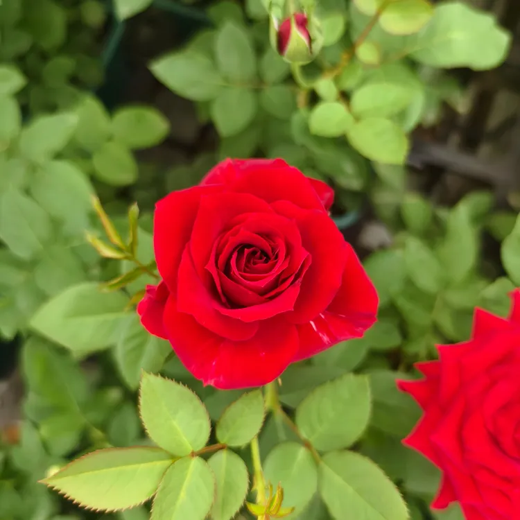 红丝绒1年半以上花苗玫瑰切花大花月季花盆栽室内外阳台易养护