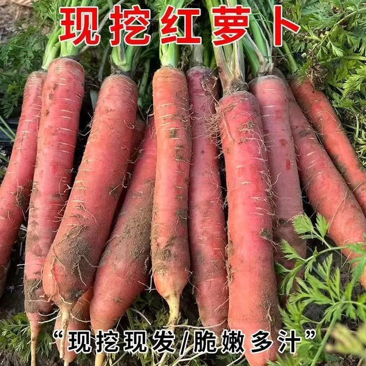 正宗陕西大荔沙地水果红萝卜透心红脆嫩甜可生吃时令蔬菜水果现挖