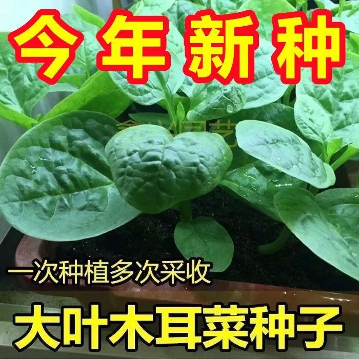 四季大叶木耳菜种子耐高温耐湿高钙易种蔬菜种籽