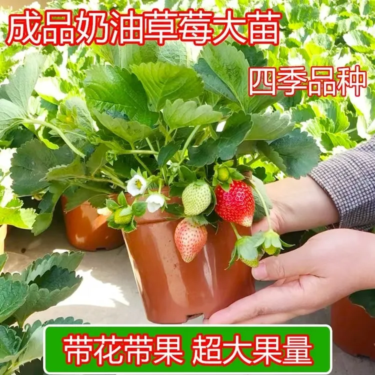 【奶油红颜】草莓盆栽带土带盆苗四季可养室内外阳台种植易活