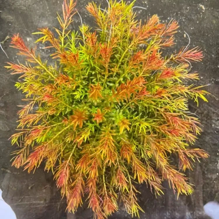 [十字牛顿]净化水质水草鱼缸造景好养易活水族装饰淡水植物中后景