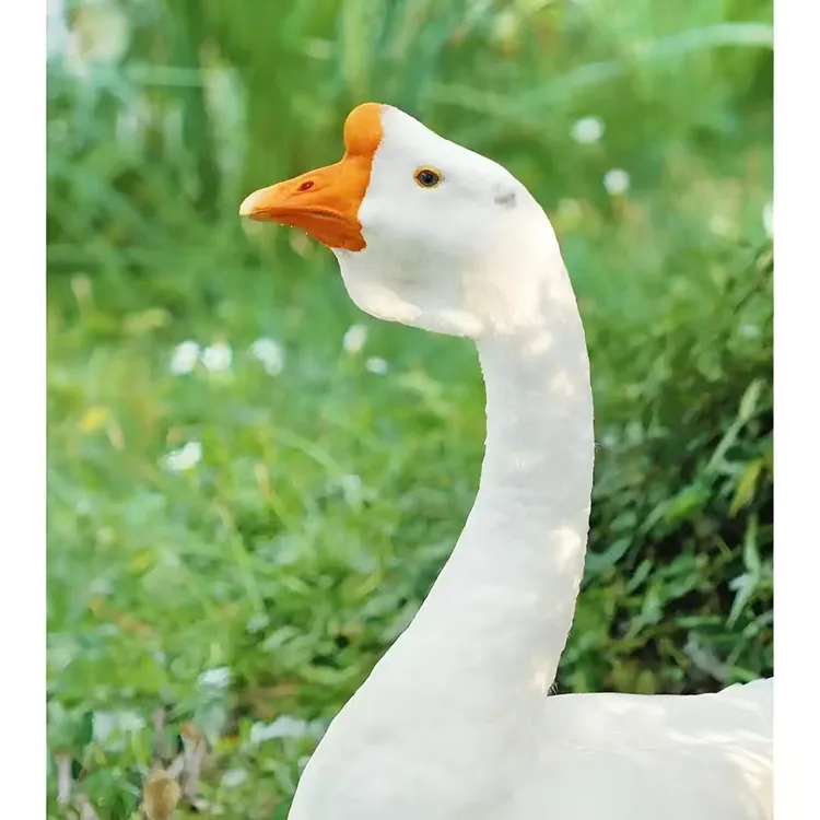 东北农家散养大鹅老鹅带心肝发货牛奶鸳鸯鸭