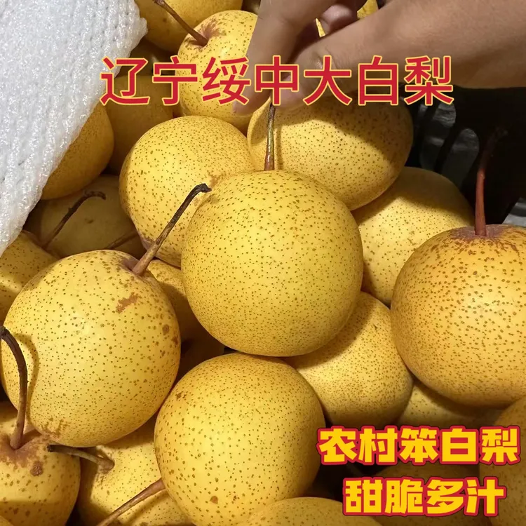 正宗辽宁绥中白梨 白梨 甜脆多汁 东北特产水果 东北大白梨