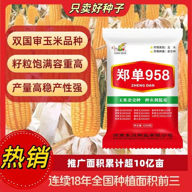【种地大户最爱】郑单958双国审高产玉米种子产量高抗性好抗倒伏