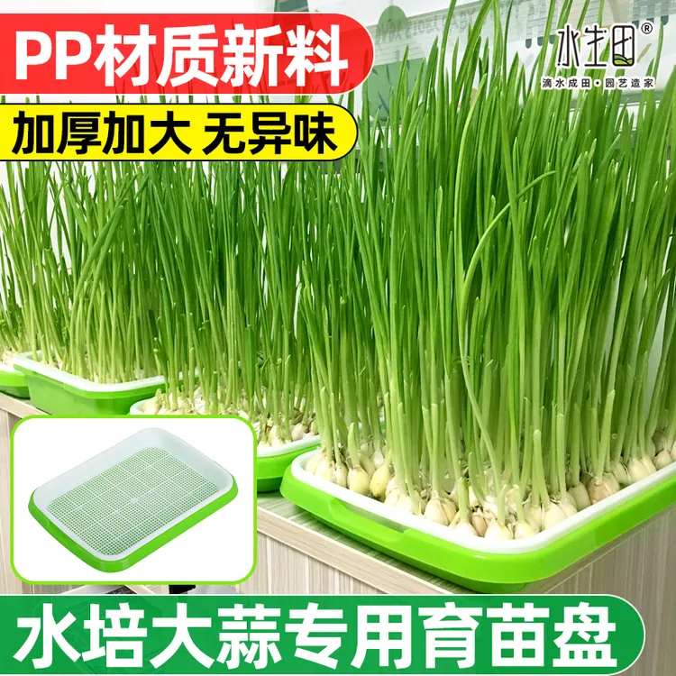 水培蒜苗育苗盘育苗盒箱菜营养钵秧苗配套托盘阳台无土栽培种植盘