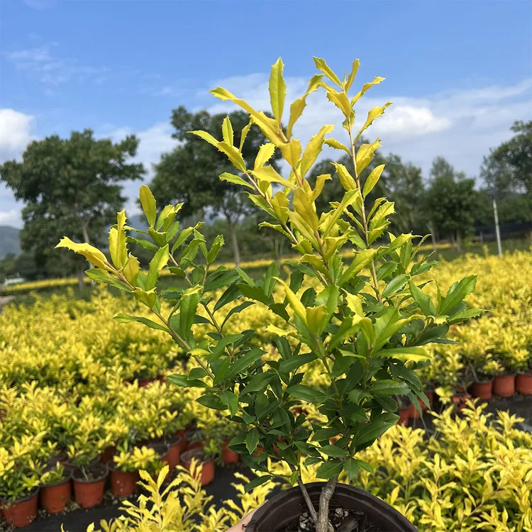 黄金枸骨120杯庭院造景植物可盆栽可地栽耐寒耐热绿植四季观叶