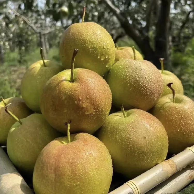 山西正宗隰县玉露香梨新鲜水果礼盒装当季应季生鲜梨