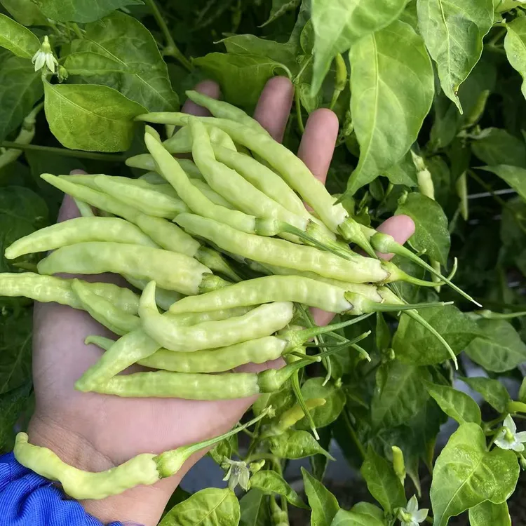 云南老品种白米椒 特香特辣可做泡椒 配任何菜 现摘现发