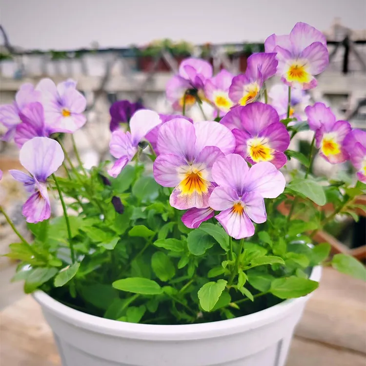 角堇发货皱边角堇三色堇庭院花园地栽阳台盆栽耐寒好养玉牒小兔子