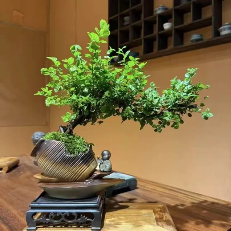 飘枝雀梅造型树室内客厅办公室悬崖盆景高档禅意花卉绿植盆栽