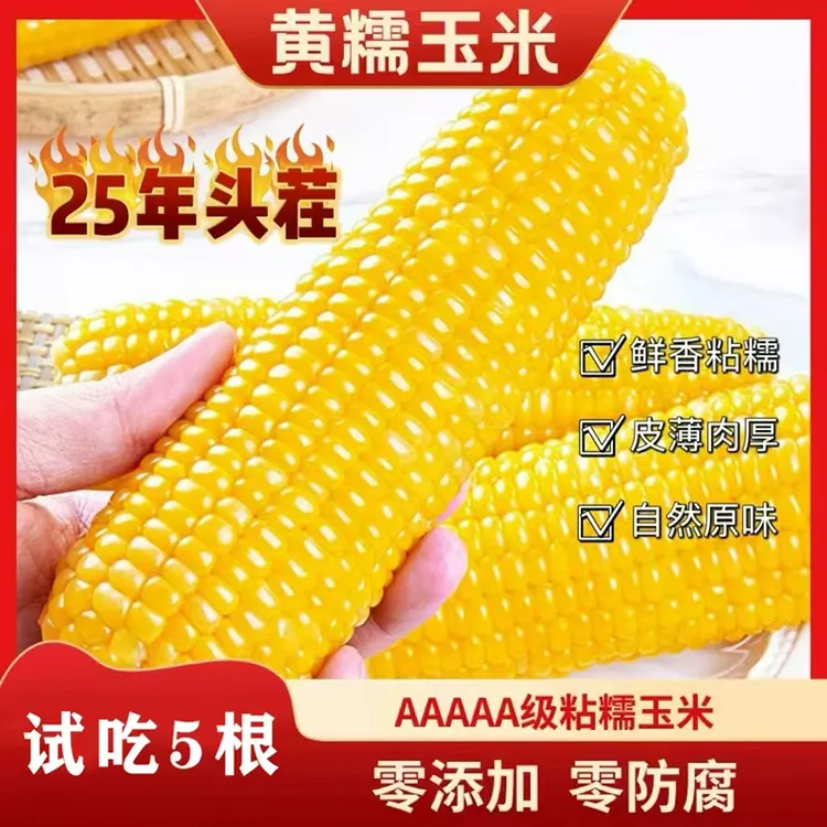 【含试吃2根】2025年新玉米黄糯玉米10支*精品礼盒装 真空独立包装