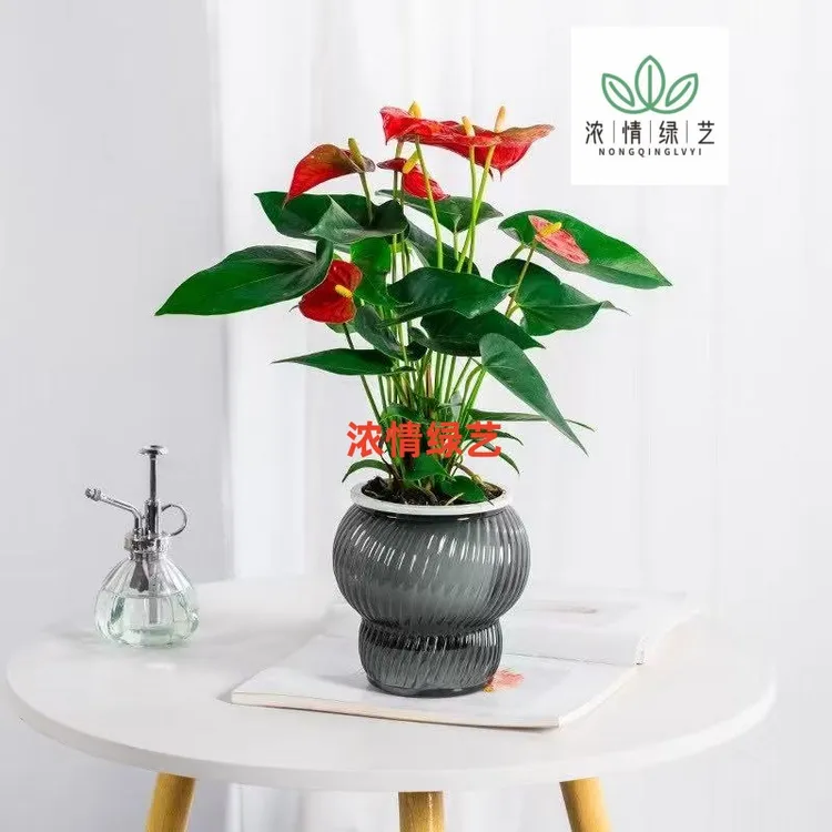 浓情绿艺水培红掌5-7朵盆栽一帆风顺花卉植物室好养绿植四季开花