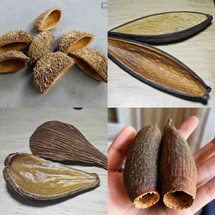 进口天然植物果壳造景素材鱼缸装饰拍摄躲避道具复古相框标本diy